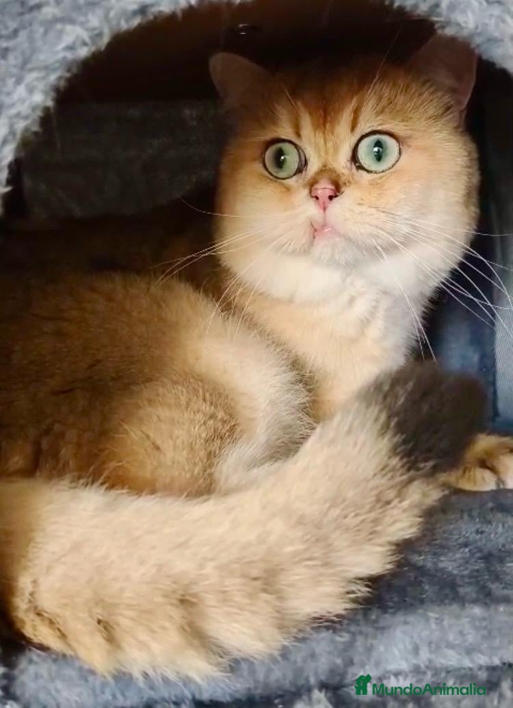 Británico de Pelo Corto gatos Monta British Shortair Golden - Anuncio 1