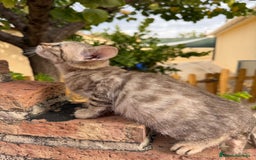 Bengalí gatos en venta: Último macho gatito bengalí snow mink - Imagen 4