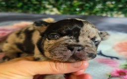 Bulldog Francés perros en venta: Preciosa camada de bulldog francés  - Imagen 2