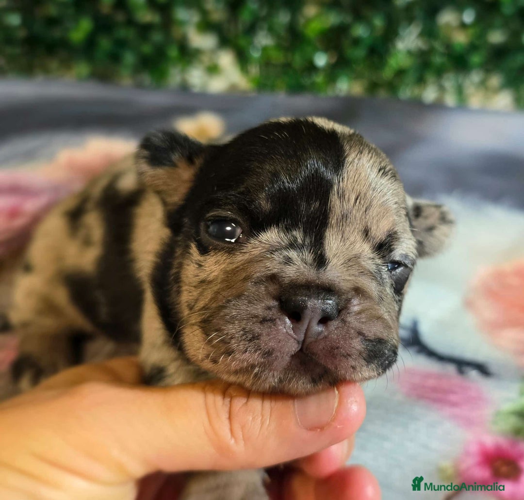 Bulldog Francés perros en venta: Preciosa camada de bulldog francés  - Imagen 2
