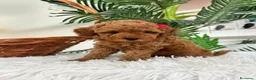 Caniche Toy perros en venta: CANICHE TOY - Anuncio 1