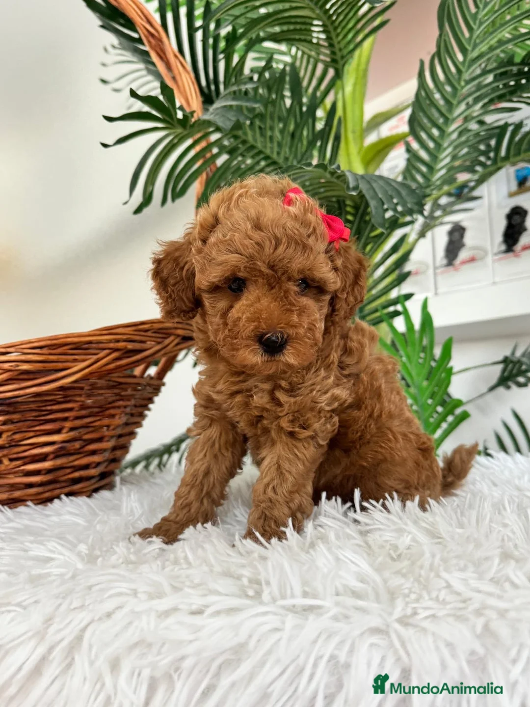 Caniche Toy perros en venta: CANICHE TOY - Anuncio 1