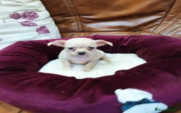 Chihuahua perros en venta: Chihuahua toy - Imagen 10