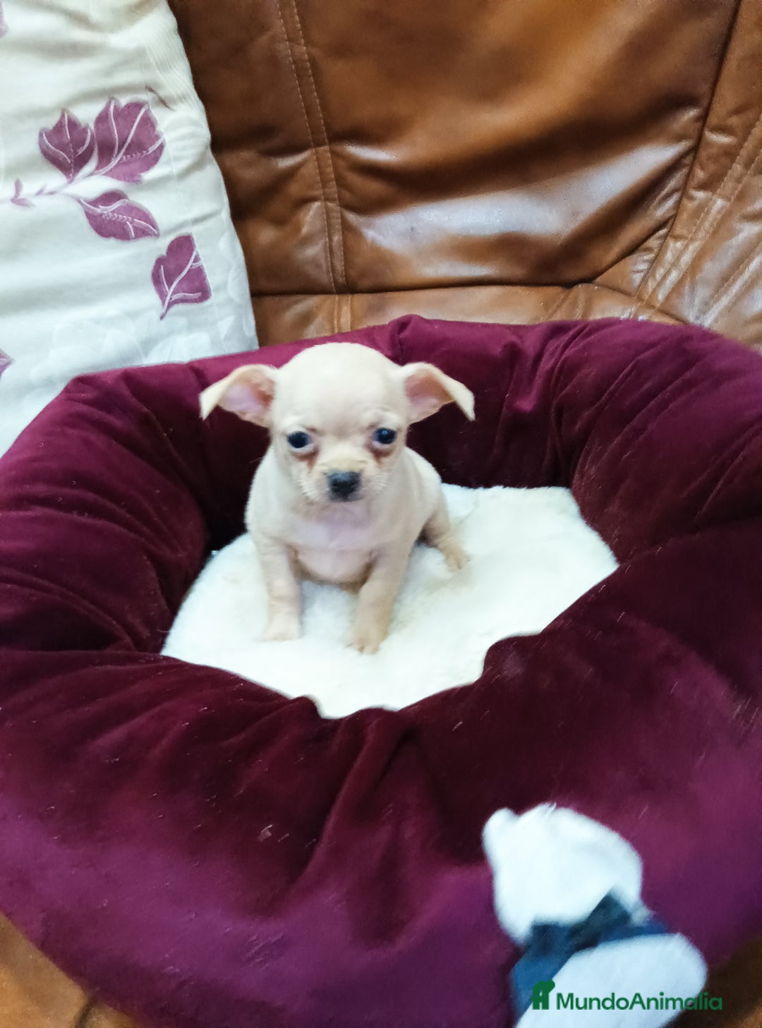 Chihuahua perros en venta: Chihuahua toy - Imagen 10