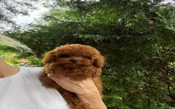 Caniche Toy perros en venta: Machito tea cup asiáticos  - Imagen 2