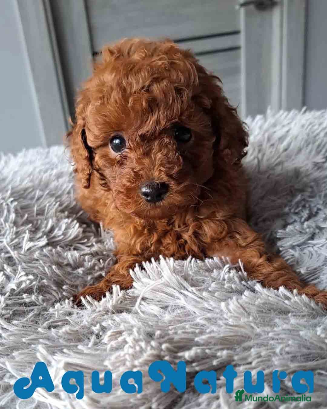 Caniche Toy perros  Caniche Macho Virgi 1856 AQUANATURA - Anuncio 23