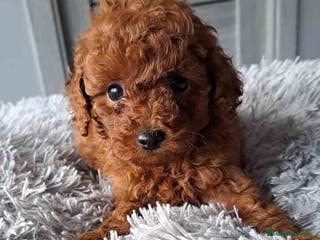 Caniche Toy perros Caniche Macho Virgi 1856 AQUANATURA - Anuncio 16