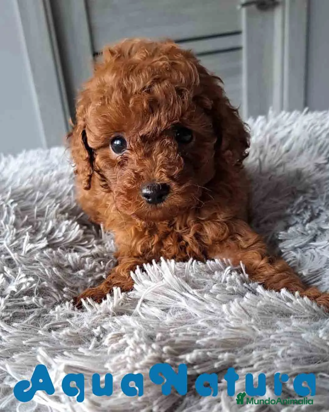 Caniche Toy perros en venta:  Caniche Macho Virgi 1856 AQUANATURA - Anuncio 1