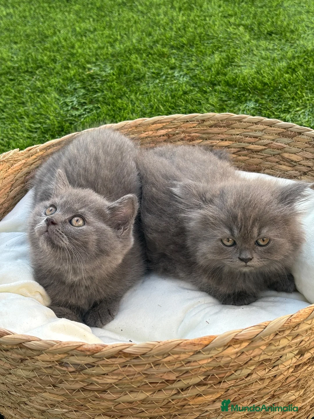 Británico de Pelo Corto Azul gatos en venta: British Blue y Lilac - Anuncio 2