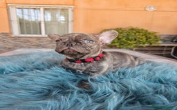 Bulldog Francés perros en venta: Bulldog francés cocoa brindle - Imagen 1