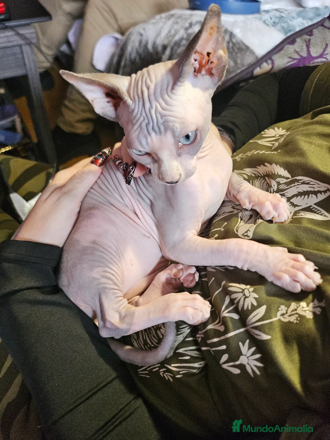 Sphynx gatos en venta: Gatitos sphinx economicos - Anuncio 2