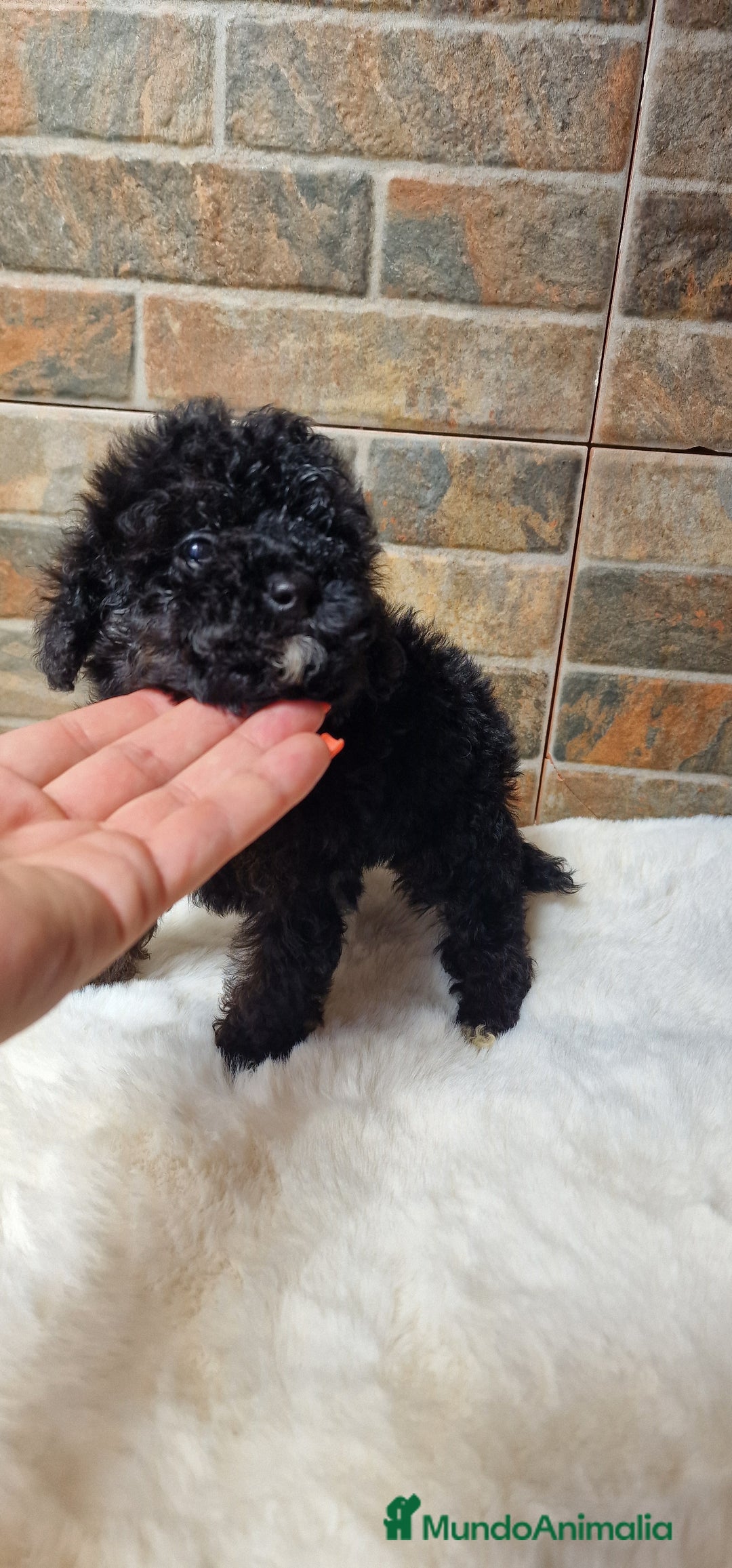 Caniche Toy perros en venta: HEMBRA CANICHE TOY  - Imagen 4