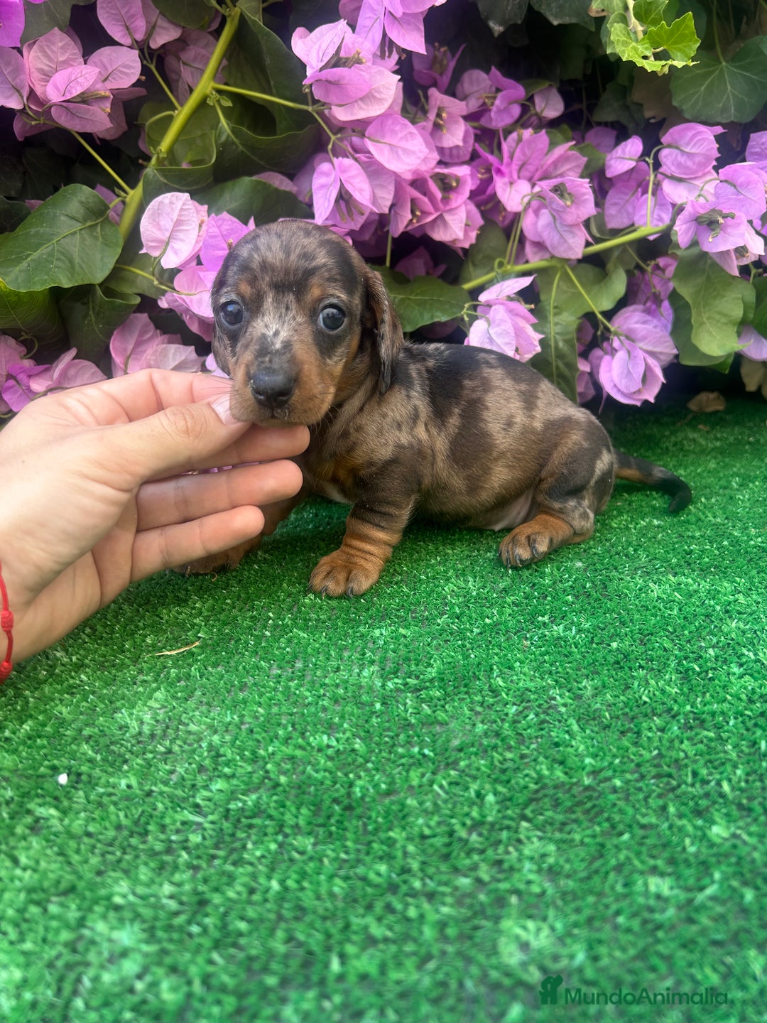 Teckel Miniatura perros en venta: teckel arlequin  - Imagen 6