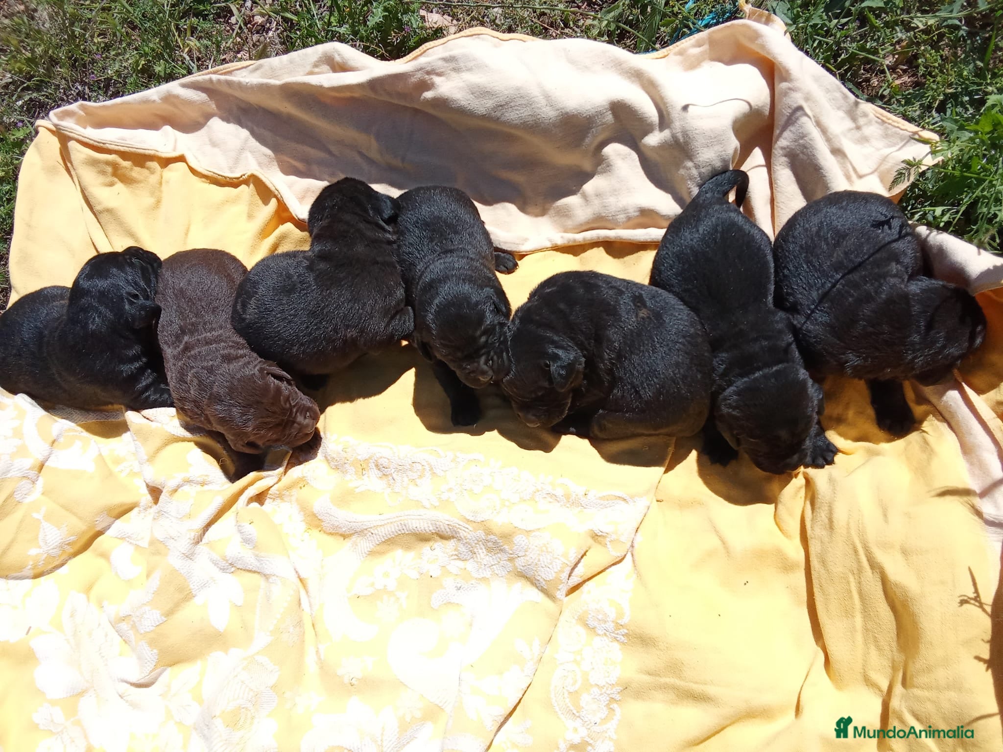Labrador Retriever perros LABRADOR NEGRO  - Anuncio 2