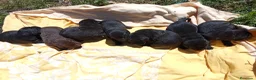 Labrador Retriever perros en venta: LABRADOR NEGRO  - Anuncio 1