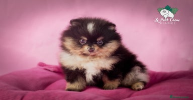 Pomerania perros - Propaganda 4