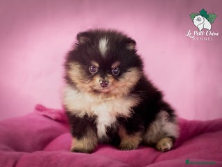 Pomerania perros - Anuncio 9