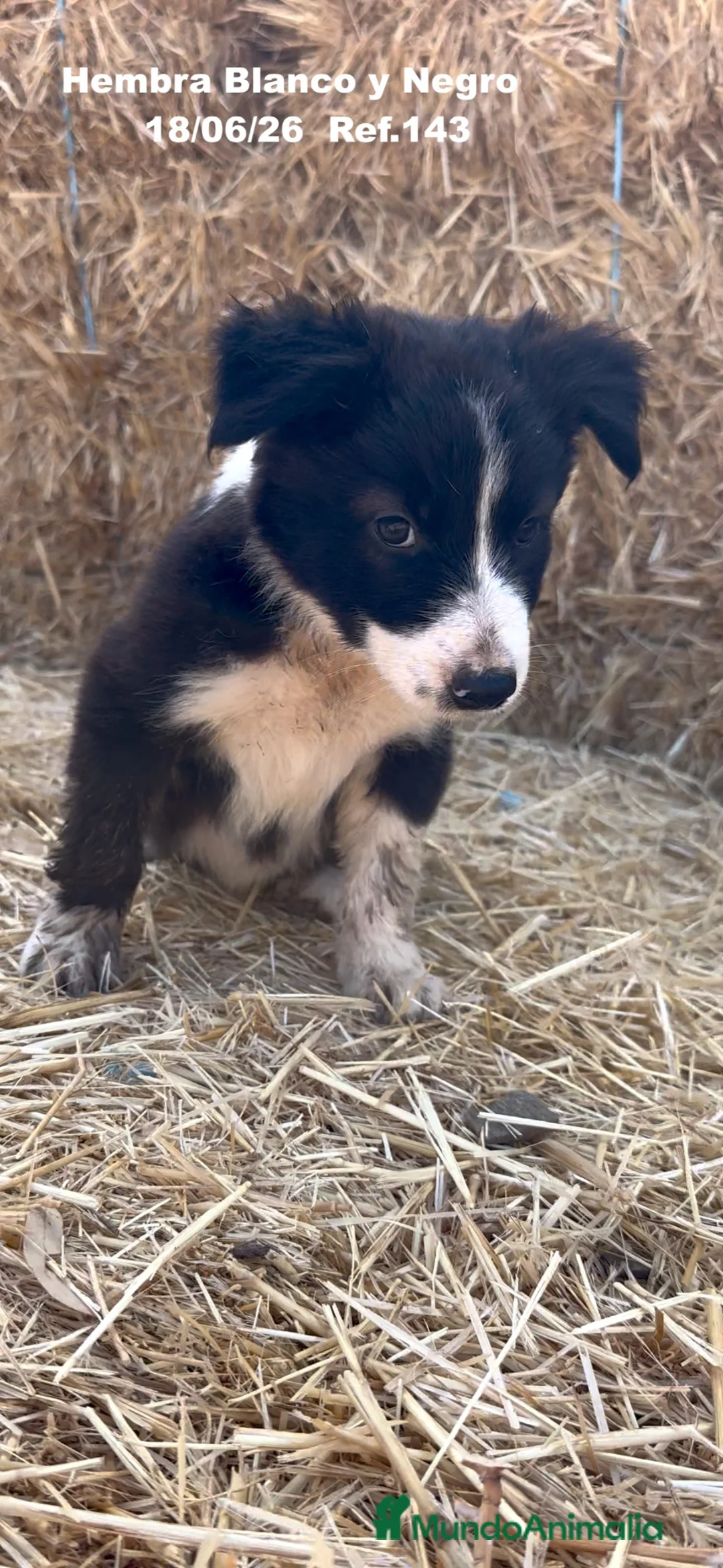 Border Collie perros en venta: BORDER COLLIE DE VILLA BIZNAGA - Anuncio 2