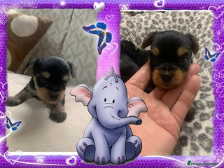 Yorkshire Terrier perros Oportunidad, machito yorkshire - Anuncio 2