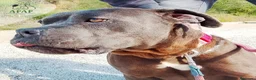 Raza Mixta perros en adopcion: CROQUETO busca hogar - Anuncio 6