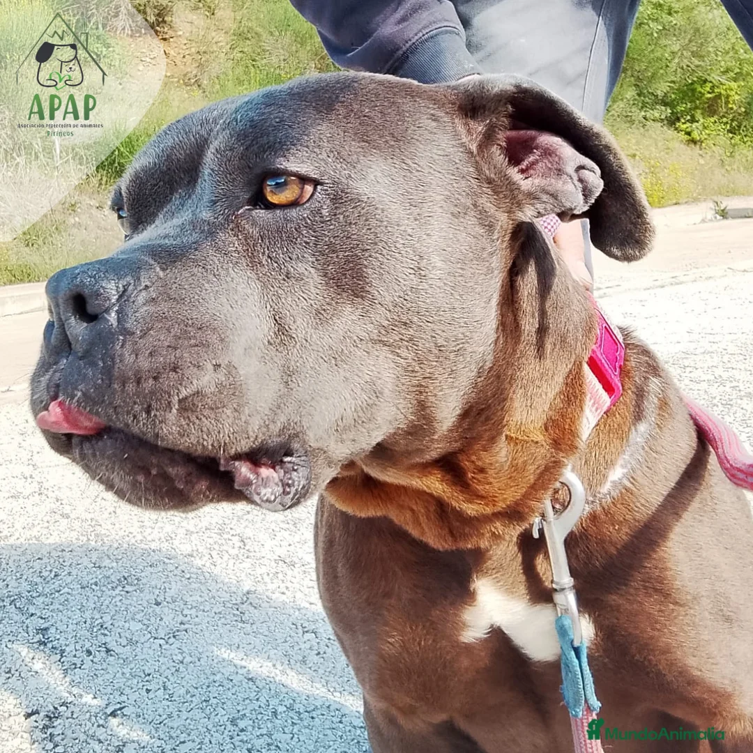 Raza Mixta perros en adopcion: CROQUETO busca hogar - Anuncio 6