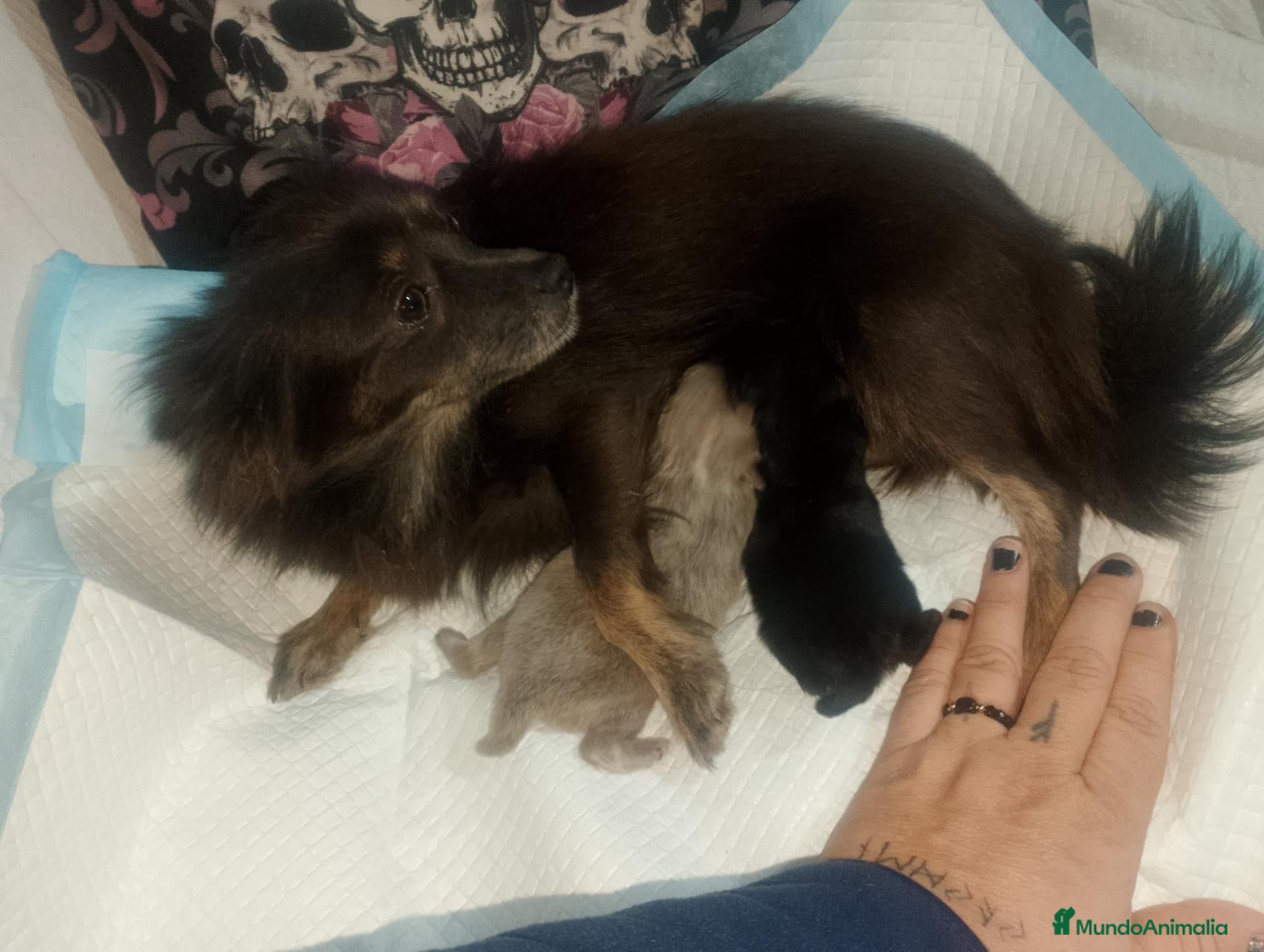 Pomchi perros Pomchi lilac y negro  - Anuncio 1