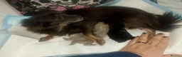 Pomchi perros en venta: Pomchi lilac y negro  - Anuncio 1