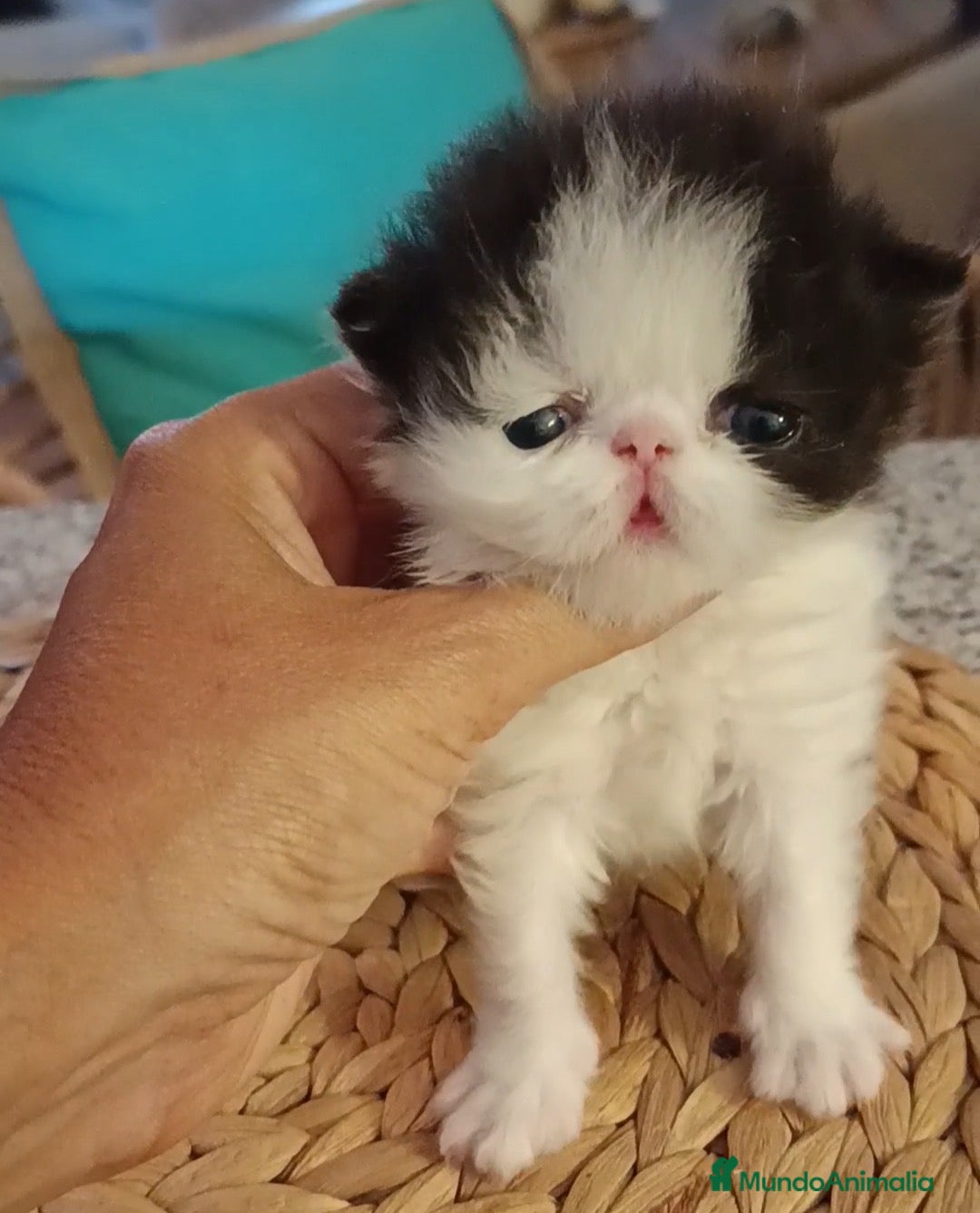 Persa gatos Machito persa  - Anuncio 1