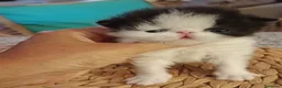 Persa gatos en venta: Machito persa  - Anuncio 1