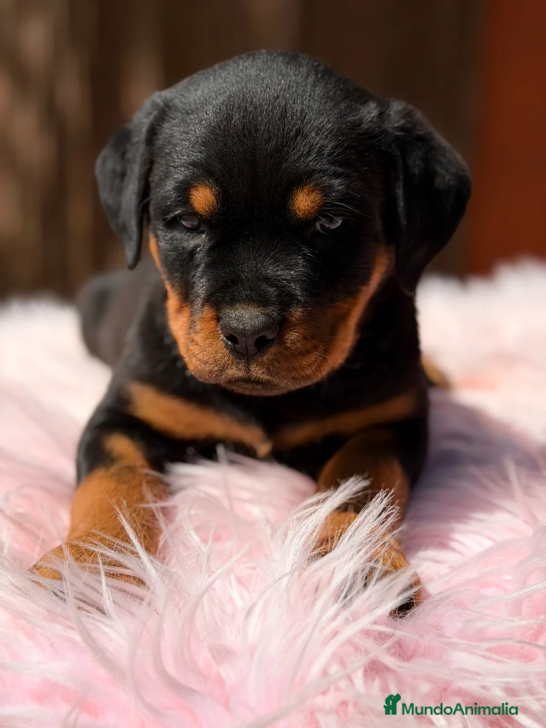 Rottweiler perros en venta: Rottweiler hembra  - Anuncio 2