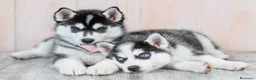 Husky Siberiano perros en venta: HUSKY SIBERIANO , CACHORROS DE CALIDAD - Anuncio 3