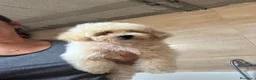 Caniche Toy perros en venta: Caniche Toy macho - Anuncio 2