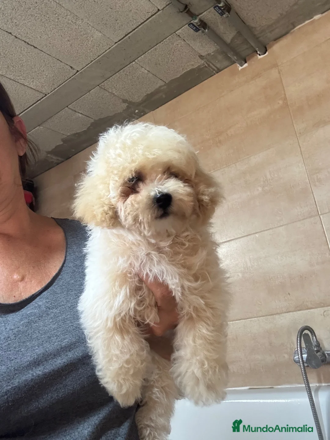Caniche Toy perros en venta: Caniche Toy macho - Anuncio 2