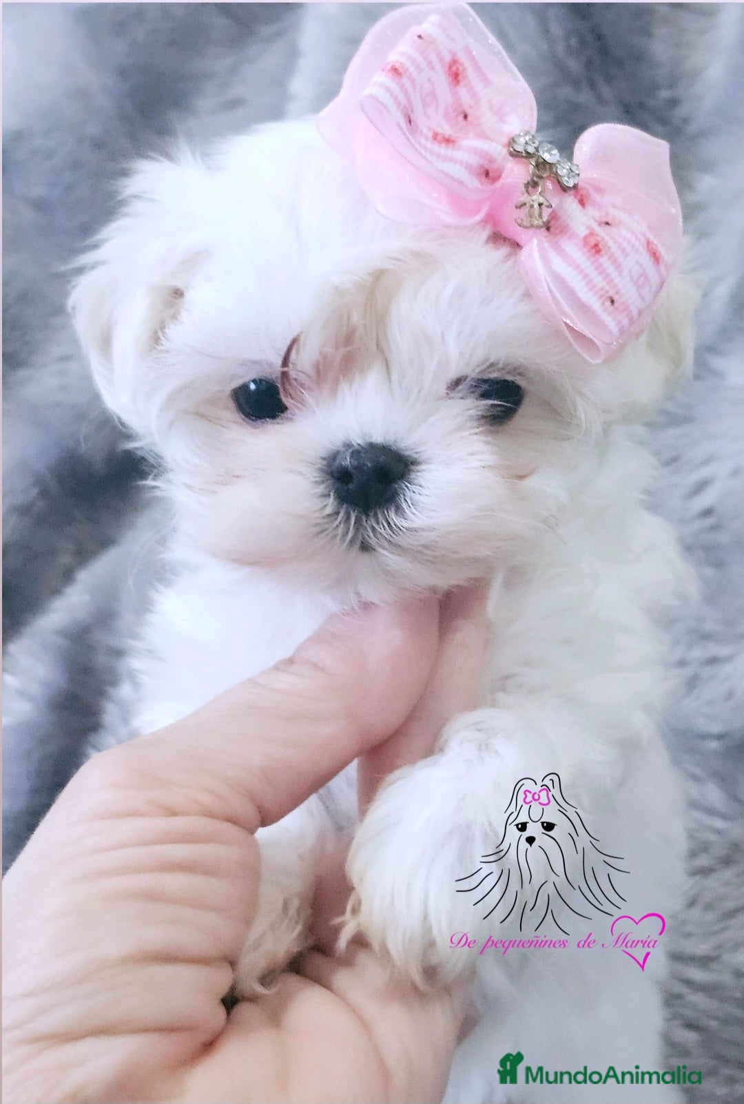Bichón Maltés perros BICHON MALTES COREANO MINIATURA  - Anuncio 2