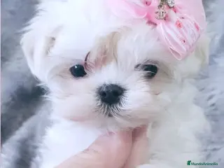 Bichón Maltés perros BICHON MALTES COREANO MINIATURA - Anuncio 2