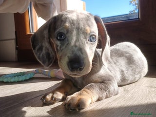 Teckel Miniatura perros - Anuncio 1