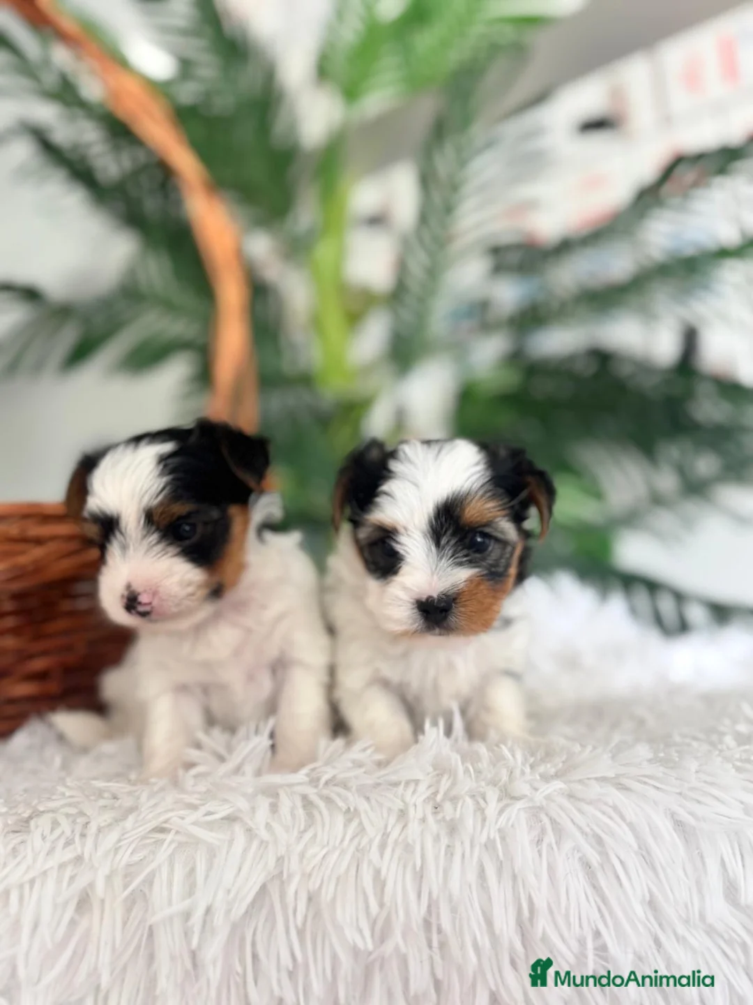 Yorkshire Terrier perros en venta: YORKSHIRE BIEWER - Anuncio 2