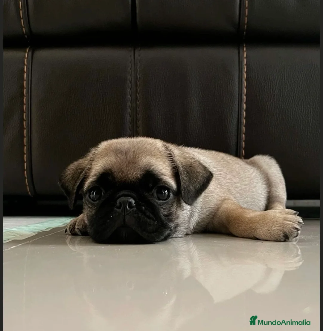 Carlino - Pug perros en venta: Carlino-Pug disponibles🐶🐾 - Anuncio 2