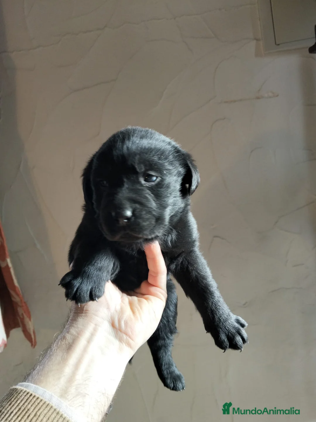Labrador Retriever perros en venta: Labrador Retriever Negros - Anuncio 2