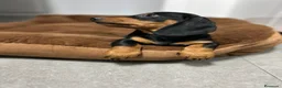 Teckel perros en venta: Negro fuego  - Anuncio 2
