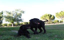 Cane Corso perros en venta: Cachorros Cane Corso disponibles en Segovia  - Imagen 23