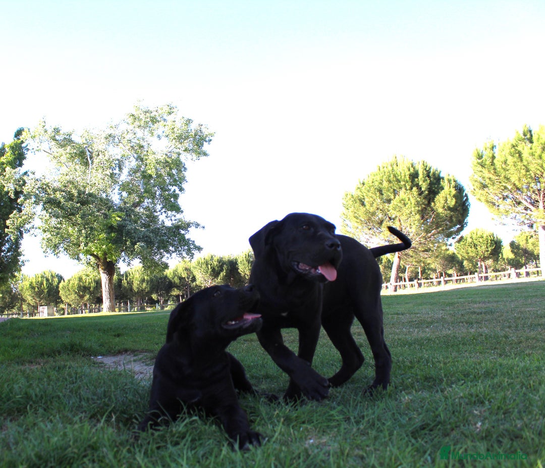 Cane Corso perros en venta: Cachorros Cane Corso disponibles en Segovia  - Imagen 23