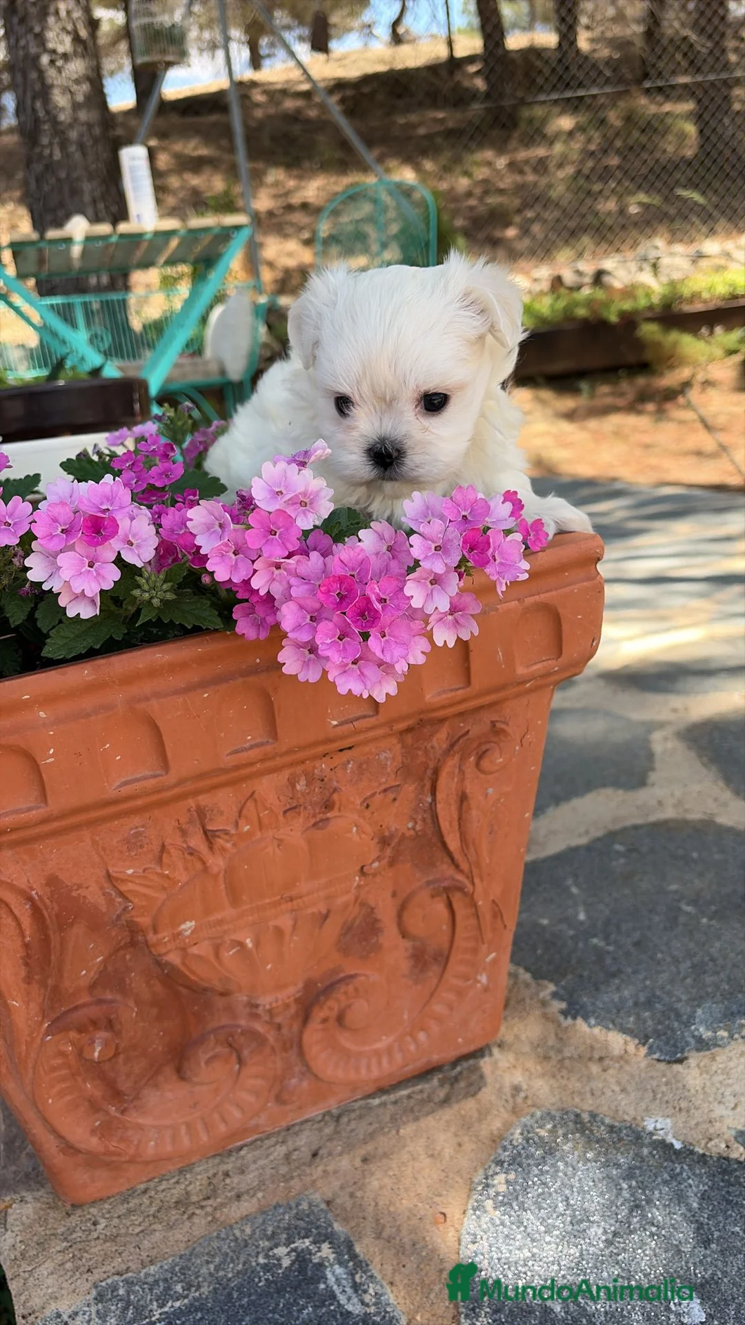 Bichón Maltés perros en venta: Bichon Maltés toy muy bonitos !! - Anuncio 2