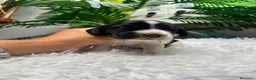Cocker Spaniel Inglés perros en venta: COCKER SPANIEL INGLES - Anuncio 5