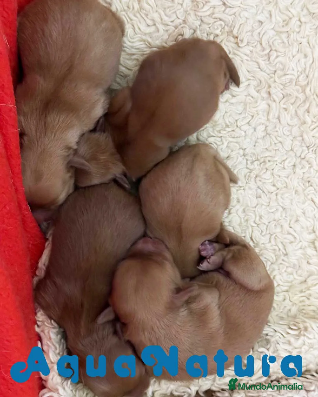 Caniche Toy perros en venta: Camada HAVAPOO de Haya y Can - AQUANATURA en Barcelona - Anuncio 4