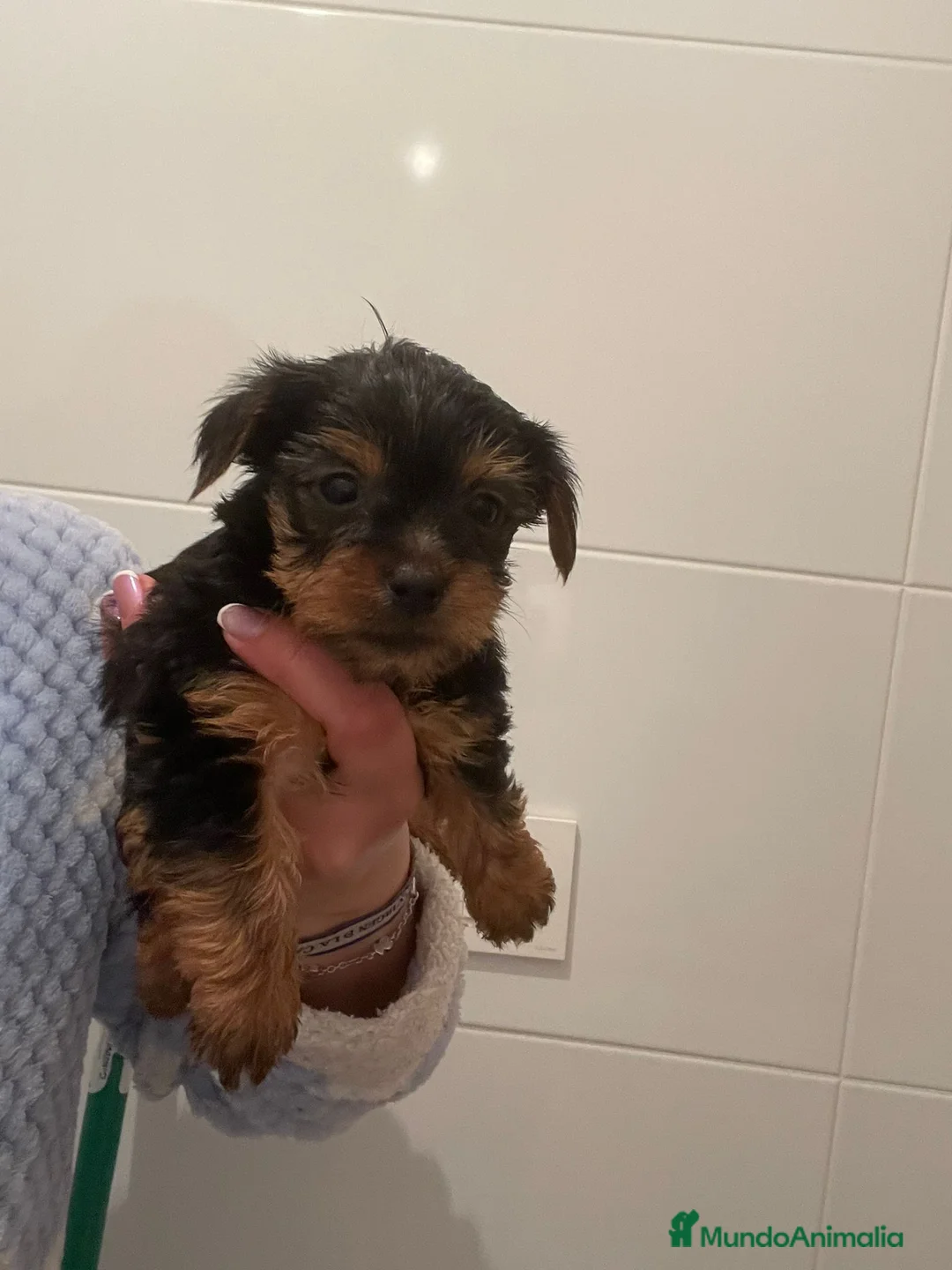 Yorkshire Terrier perros en venta: Yorkshire  - Anuncio 3