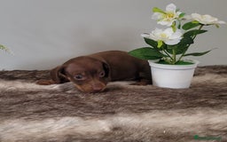 Teckel perros en venta: Vendo teckel - Imagen 2