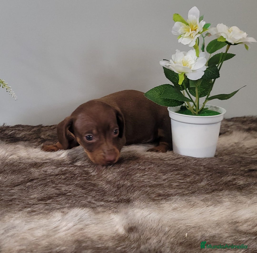 Teckel perros en venta: Vendo teckel - Imagen 2