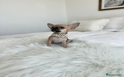 Chihuahua perros en venta: Chihuahua macho - Imagen 1