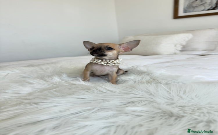 Chihuahua perros - Anuncio 12